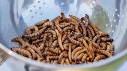 Bilim insanları, bir solucan türünün plastik yiyebildiğini keşfetti