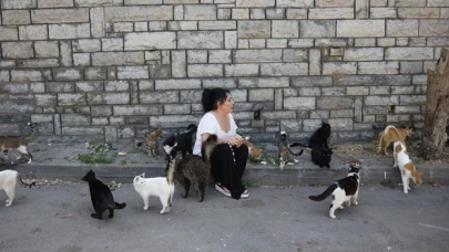 Büyükada'da 4 ayda 700 kedi hayatını kaybetti