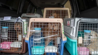 Çin'de "köpek eti festivaline" götürülen 386 köpek kurtarıldı