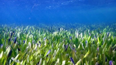 Dünyanın en büyük bitkisi Avustralya kıyılarında keşfedildi