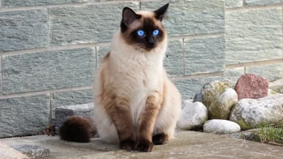 Kediler neden mırlar