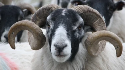 Kurban Bayramı ne zaman, Kurban Bayramı tatili kaç gün?