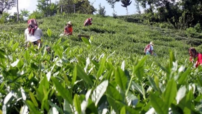 Özel sektör çay alımlarında ÇAYKUR'u solladı