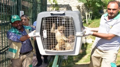 Sınırda yakalanan makak maymunları Malatya’da