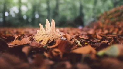 Ağaçlar neden yaprak döker?