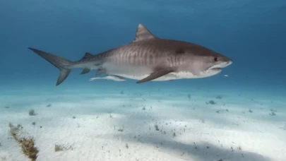 Ege ve Akdeniz'de köpek balığı var mı, saldırma ihtimalleri ne?