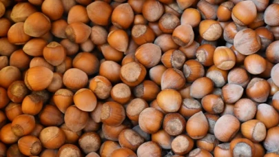 Fındıkta rekolte açıklandı; şimdi gözler TMO’da