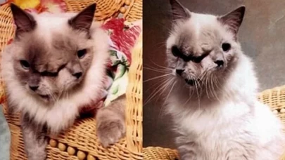 'İki yüzlü' doğan kedi, hayata tutunmayı başardı: İki ağzından da süt içebiliyor