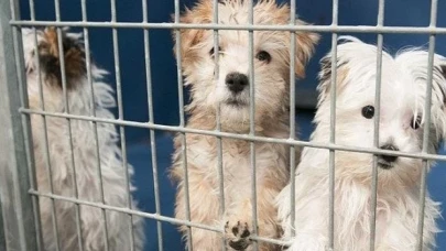 Katalog satışı tepkisi: ‘’O hayvanları pet shoptakinden daha zor günler bekliyor’’