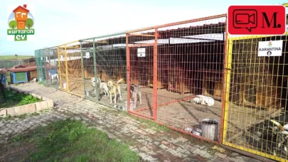 Kurtaran Ev Derneği'nin amacı nedir? Geçici yuva programı nasıl işliyor?