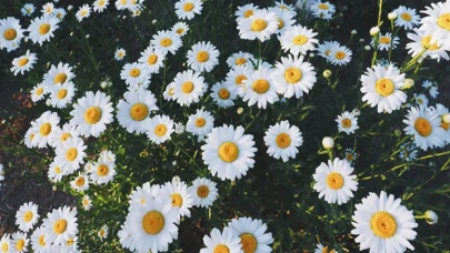 Papatya falı nasıl ortaya çıktı?