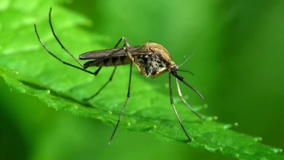 Sivrisinekler neden kan emer?