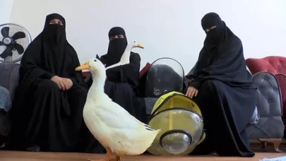 Sosyal medyada gündeme oturan ördeklerin seyri belli oldu