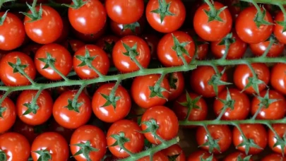 Yeniçağ yazarı: Bu kış domatesi en az 40 liraya alacağız