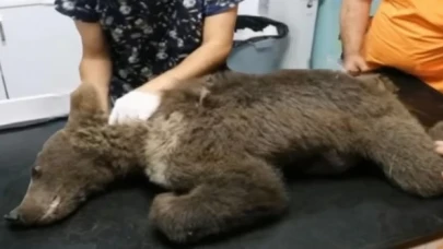 Balın dozunu kaçıran boz ayının sağlık durumu iyi... Bakanlık boz ayıya isim arıyor