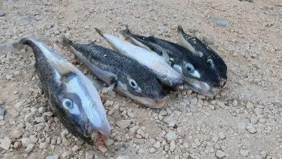 Balon balığı avına destek ödemesi arttı: Tanesi 12.5 TL