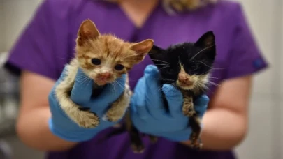 Bursa Osmangazi’de ziften hayata dönüş