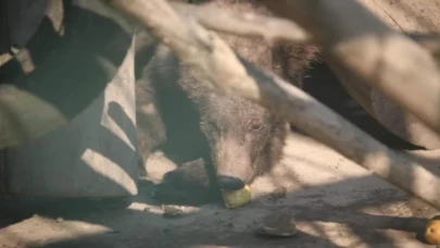 Fazla bal yediği için sarhoş olan ayıya armut ikramı