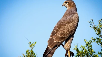 Kayseri'de şahin avlayan 2 kişiye 70 bin lira ceza uygulandı