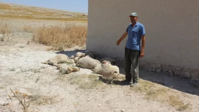 Konya'da kurt saldırısı: 43 kuzu telef oldu