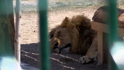 Mahalle arasındaki hayvanat bahçesi için kapatma kararı