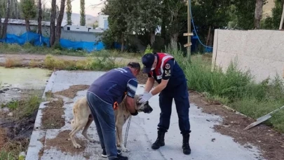 Sivas'ta köpeklerini aç ve susuz bırakan kişiye idari para cezası
