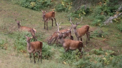 Tarım ve Orman Bakanlığı’ndan avlanacak yaban hayvanı listesi