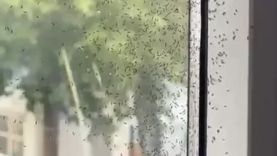 Tekirdağ'da 'kör sinek' istilası