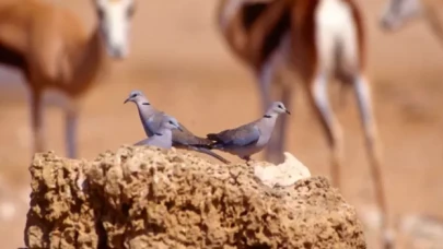 Türkiye'de nesli tehlike altındaki türler neden avlanıyor?