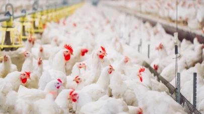 Ağustosta fiyatı en çok düşen 'kümes hayvanlarının eti' oldu