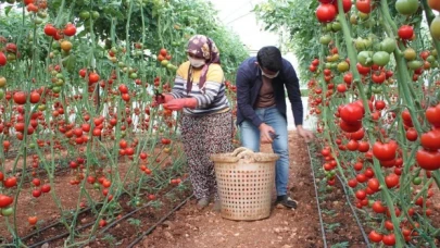 Domates ihracatı kayda bağlandı
