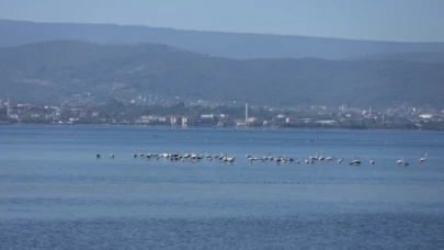 Flamingolar İzmit Körfezi’nde...