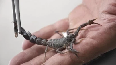 Harran Üniversitesi’nden Akrep Zehrinden Meme Kanseri İlacı