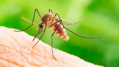 İstanbul'da sivrisinekler hastanelik etmeye başladı