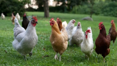 TÜİK: Tavuk eti üretimi yüzde 16,5 arttı