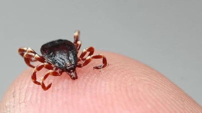 İnsanları enfekte edebilen ’kene kaynaklı’ yeni bir bakteri