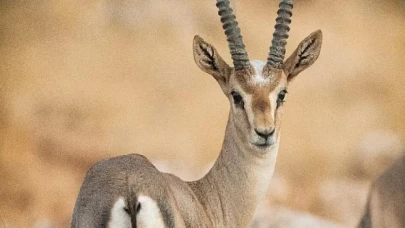 Doğaya Kanat Açtık’ta görüntülenen kuş türü 309 oldu