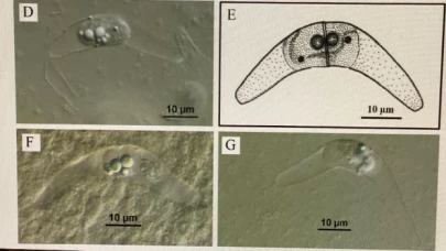 Karadeniz’de yetişen kalkan balığında iki yeni parazit keşfedildi