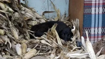 "Kimyasalla toplu köpek ölümü" iddiasına soruşturma