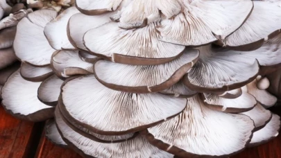 Sakarya’da istiridye mantarı üretilecek tesiste çalışmalar başladı