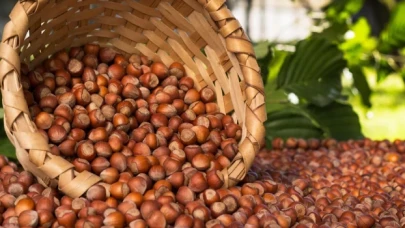 Türkiye fındık ihracat sezonunun ilk ayında 136,1 milyon dolar kazandı