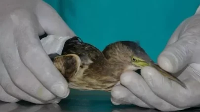 Türkiye'de ilk kez görüldü: Yeşil sırtlı balıkçıl