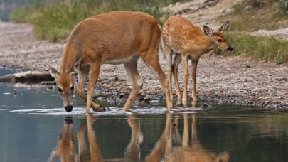 WWF: Yaban hayatı popülasyonunda yüzde 69 düşüş var