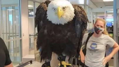 Havaalanında dev kel kartal görenleri şaşkınlığa uğrattı