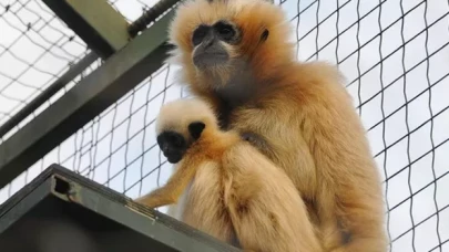 Nesli tükenmekte olan gibon çiftinin yavrusu dünyaya geldi