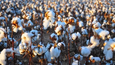 Üreticiler pamuğun geleceği için destek istedi