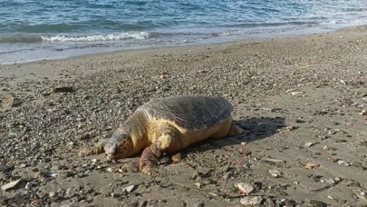 Caretta caretta ölü hâlde Bodrum’da sahile vurdu