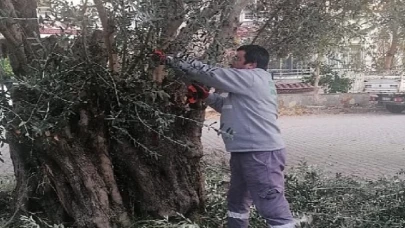 Dört Mevsim Yeşil Edremit İçin