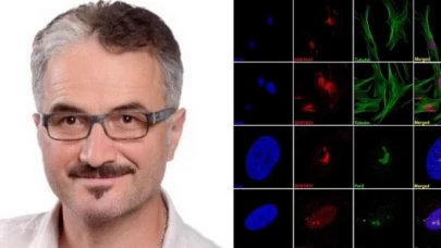 İnsanda bulunan SPATA31 geninin, yaşam uzunluğu ile orantılı olduğunu tespit edildi