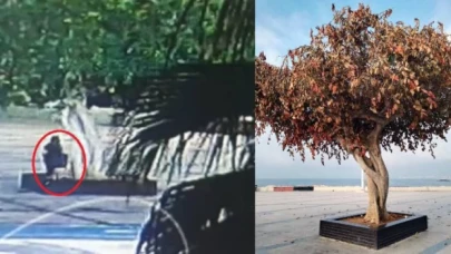 Mersin’de asırlık ağacı matkapla delip, içine enjekte ettikleri sıvıyla kurumasına sebep olanlar hakkında istenen ceza belli oldu